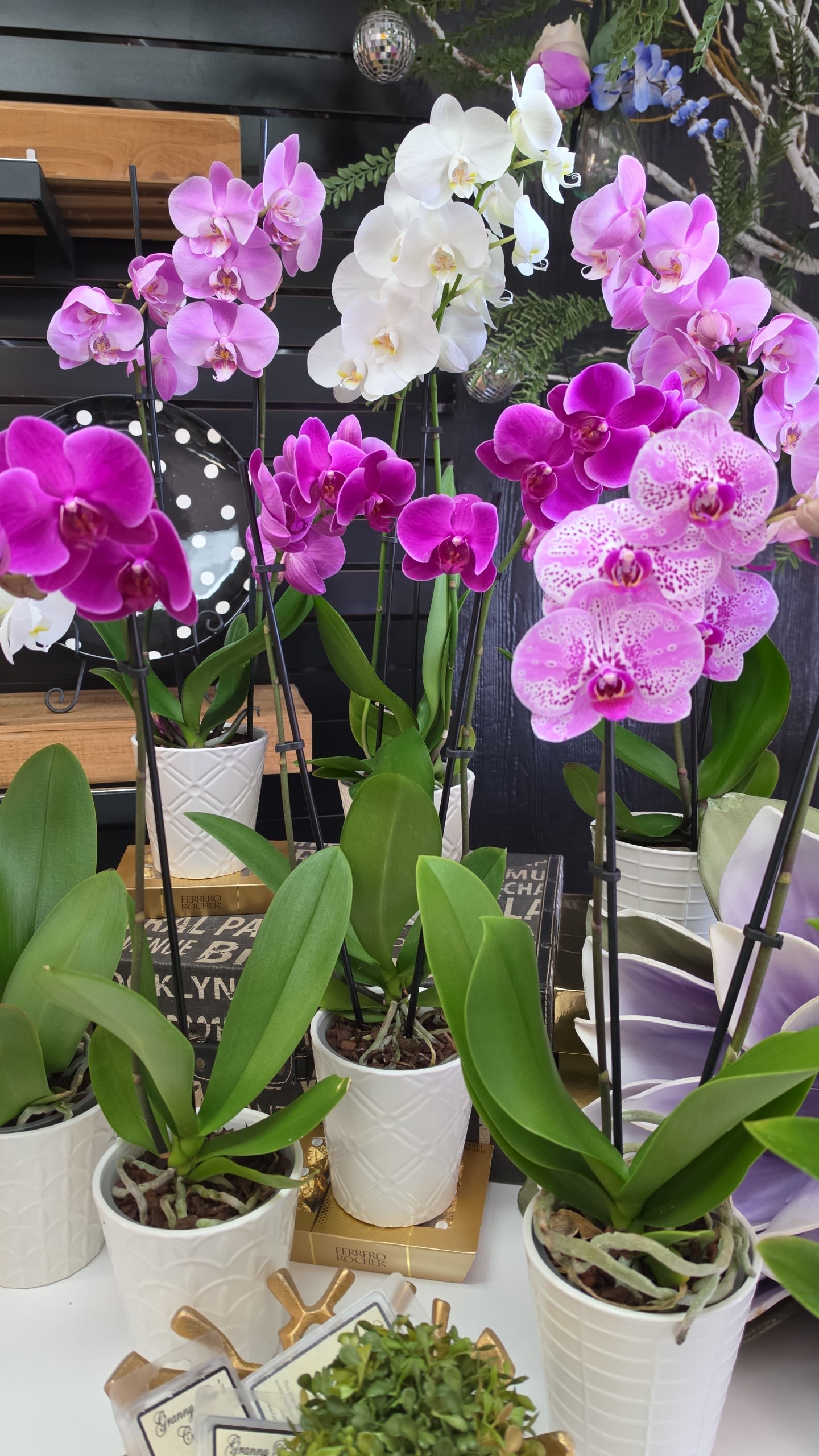 Aralysia's Colorful Orchids - Color may vary depending on flower's availability. 