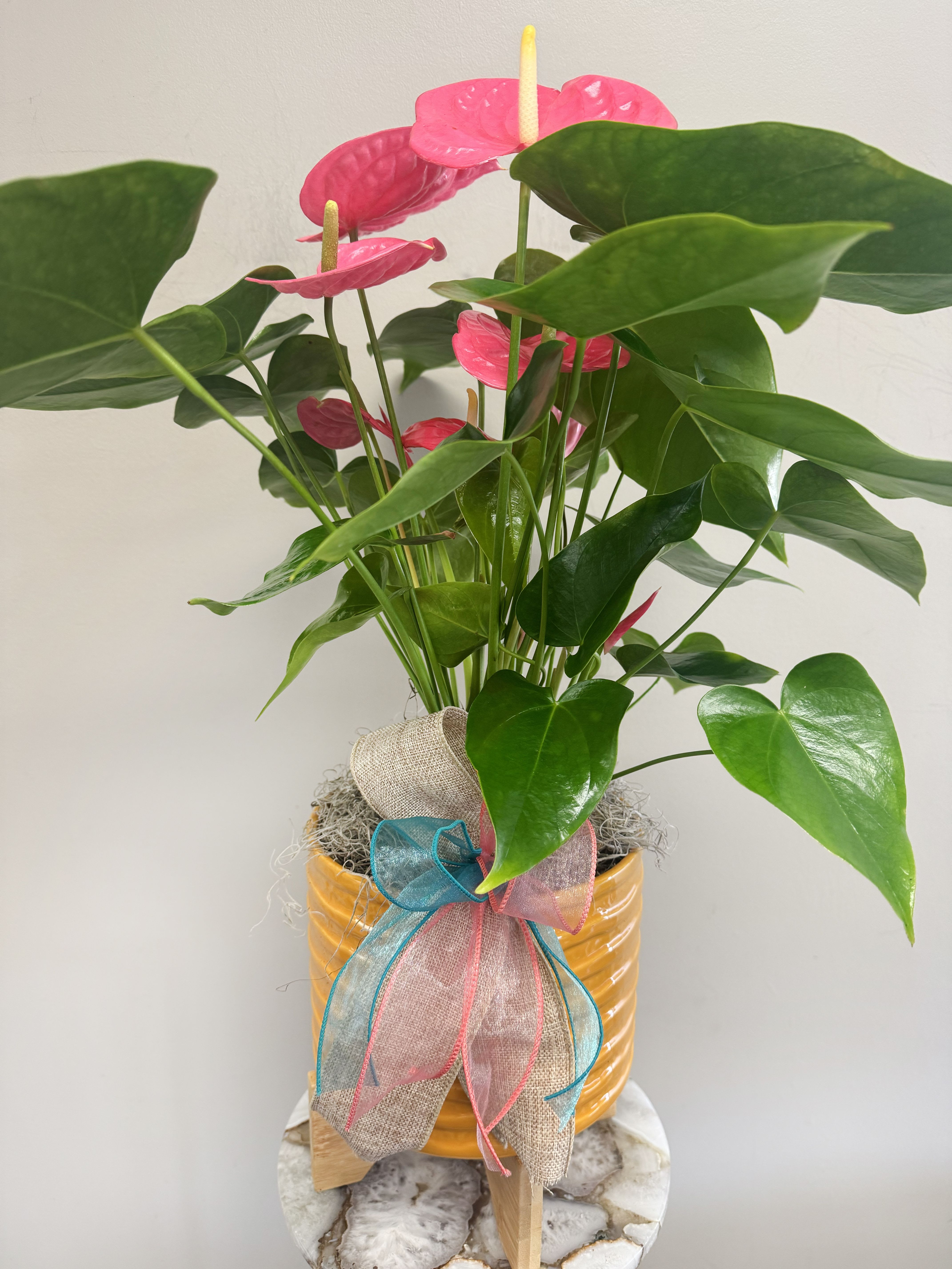 Anthurium Potted Plant - Enjoy a potted  pink anthurium plant in a yellow ceramic pot on a plant stand. 