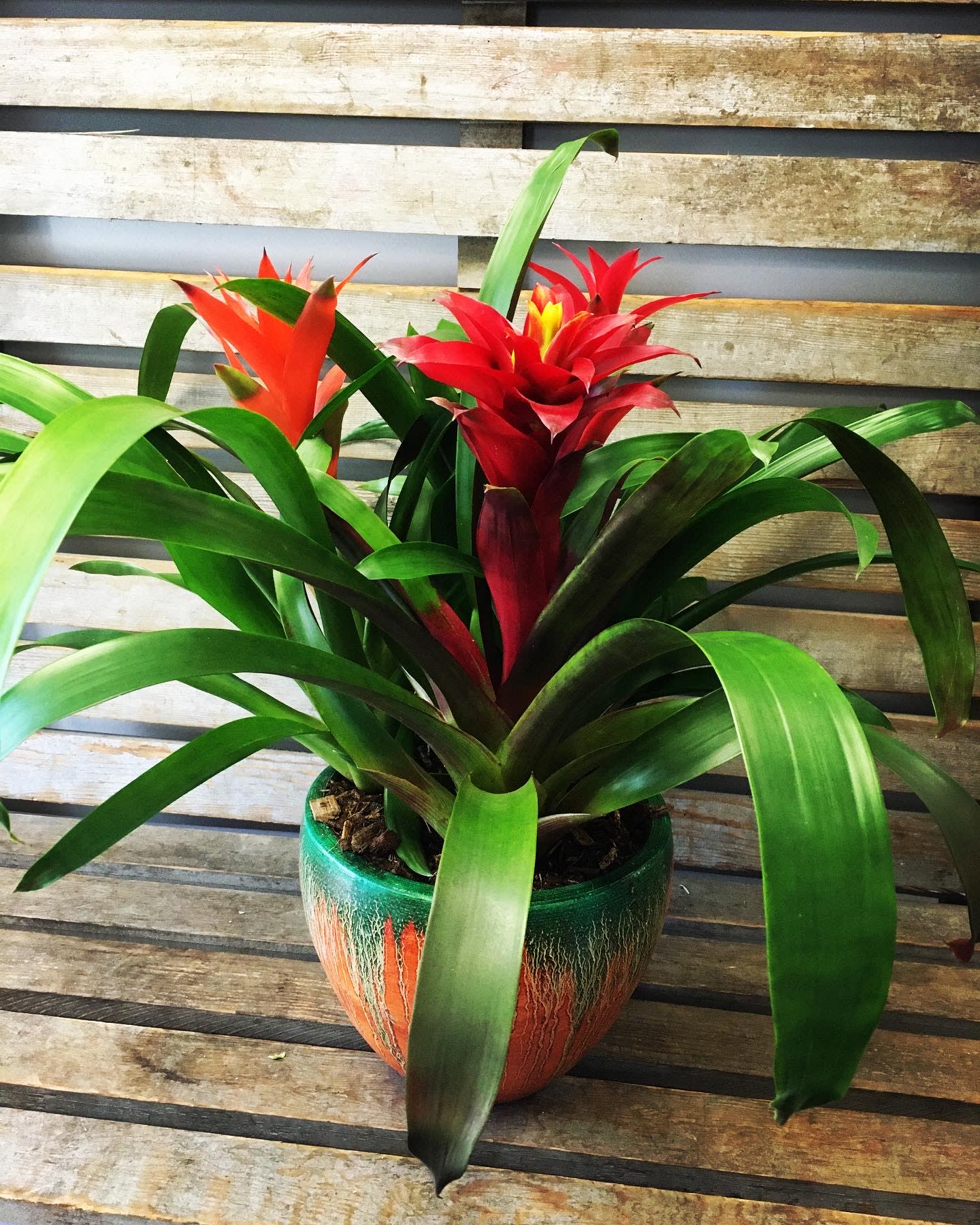 Bromeliad tropical garden (starting Jan 12th) - THIS IS A SPECIAL ORDER. WE NEED 72 HOUR NOTICE TO CREATE THESE PLANTERS.  Bromeliad plants in a decorative garden pot. 