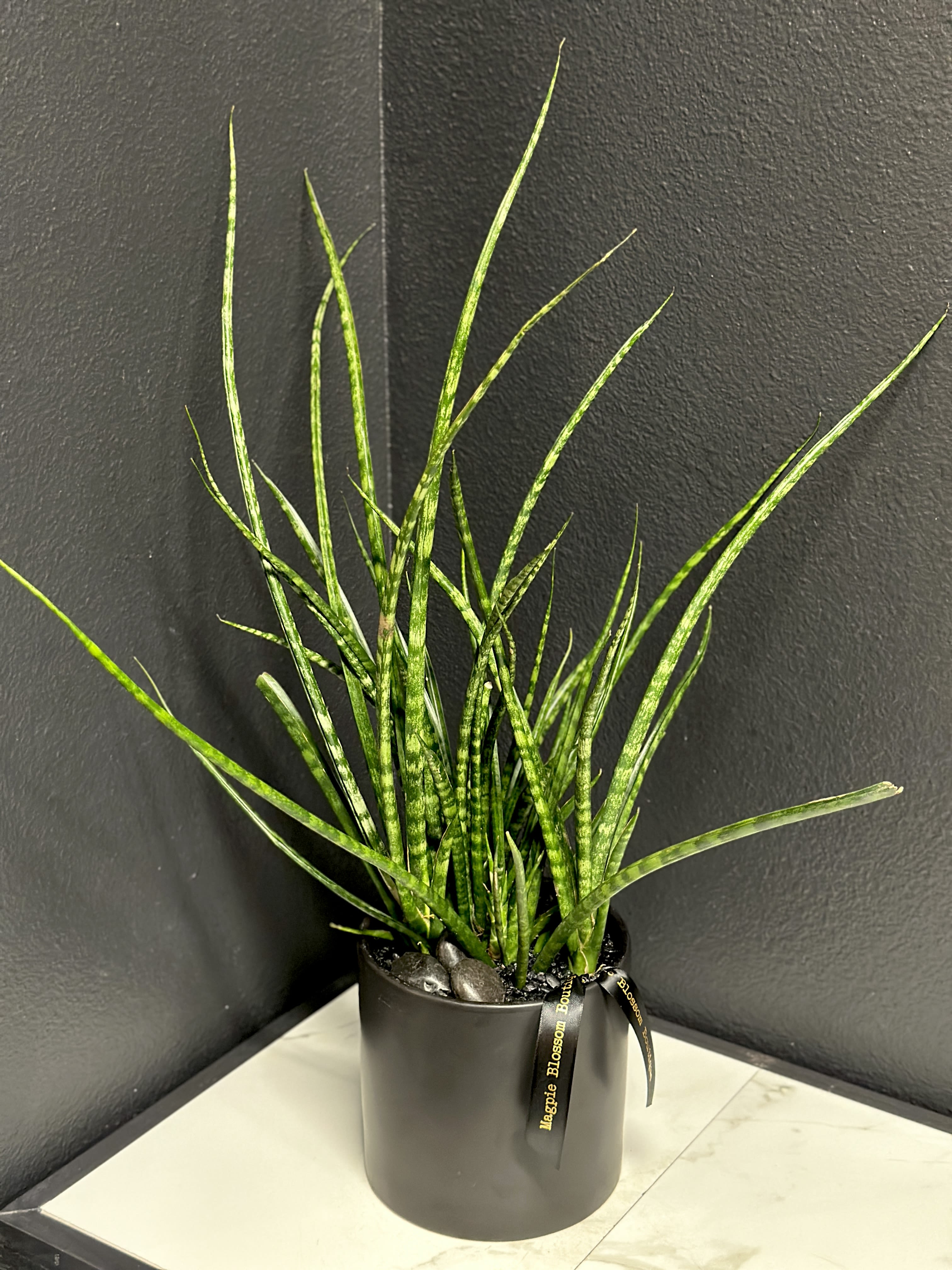 Sansevieria Plant  - An easy to care for modern sansevieria plant in a ceramic pot dressed with natural stones.  Dimensions | Approximately 18"H x 10"W Sansevieria variety may vary. 