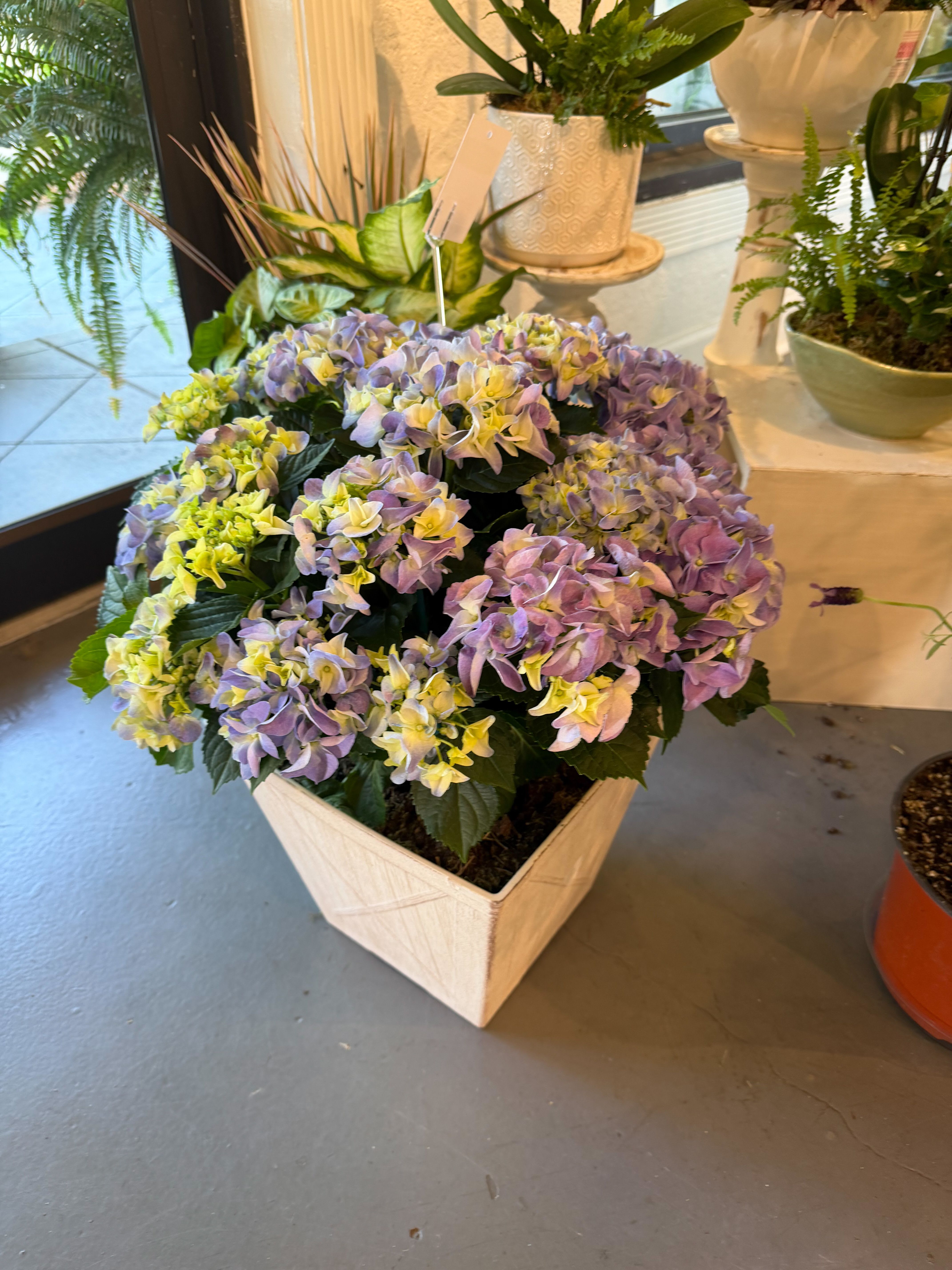 Purple Hydrangea Plant - A lush cluster of hydrangea blooms in soft purples and greens creates an immediate feeling of calm-perfect as a Mother's Day gift, anniversary surprise, or birthday bloom for the person you want to pamper.  This easy-care hydrangea plant brightens a room for weeks when placed in bright, indirect light and kept evenly moist-ideal for gifting to friends, parents, coworkers, or a partner. Select your preferred planter style at checkout and add a personalized message to make this the kind of floral gift that makes someone feel truly special.