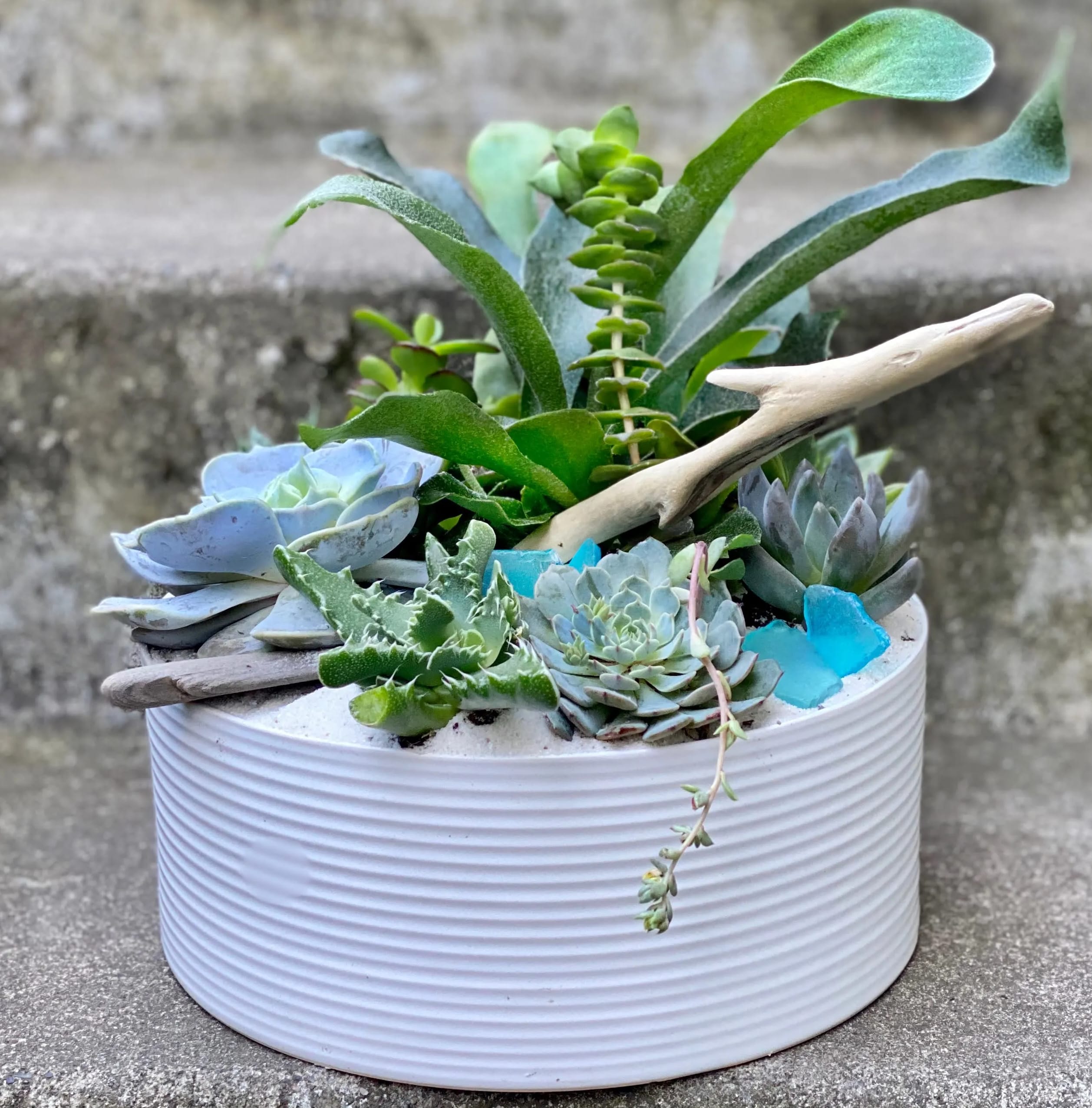 Medium Succulent Planter - An assortment of premium succulents such as echeverias, jade plants, haworthias, and other novelty succulent plants in a ceramic container. Perfect for a bright indoor location or outdoors from spring to fall. Comes with care instructions.  Approximately 9 inches across.  Our selection of succulent plants is constantly changing and sometimes we can put together a more beautiful planter if we have an extra day to create it, so we request that you call us to pace an order for same-day delivery to ensure that we are able to have something delivered for you that is just perfect.
