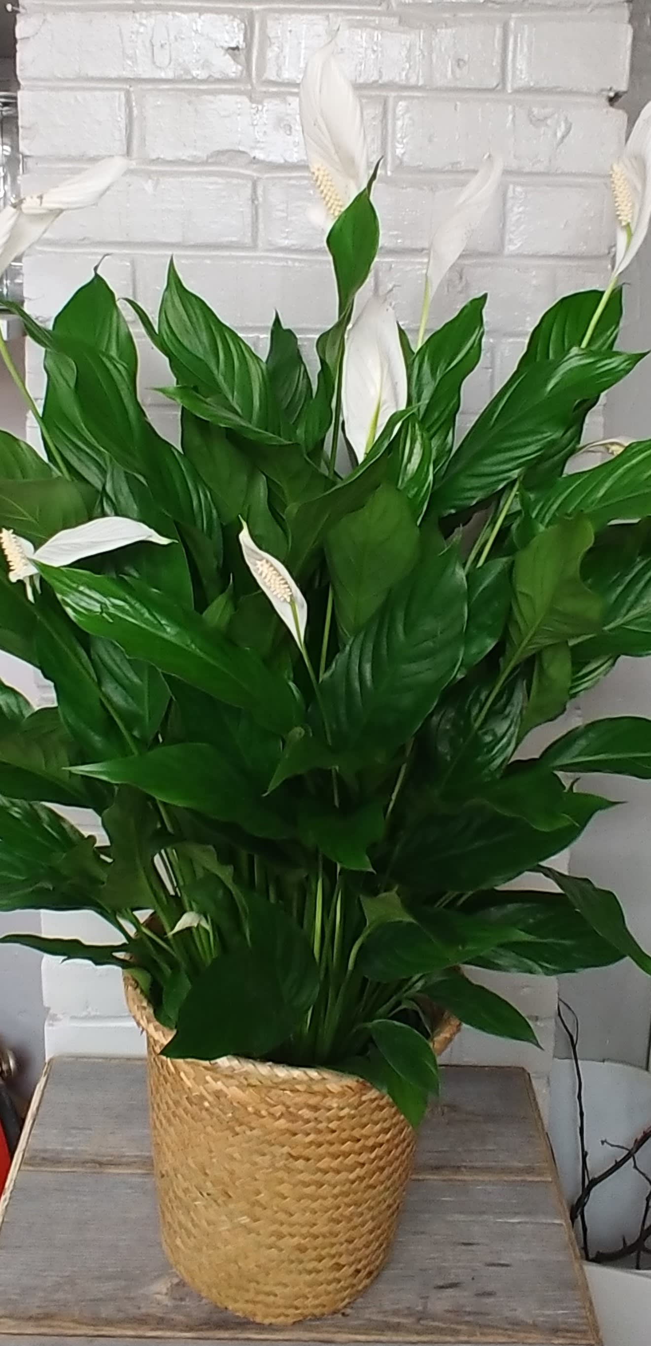 Peace Lily Large - Floor Size Peace lily in an 8" pot, usually around 3 foot tall.  They are easy care and can take some lower light.
