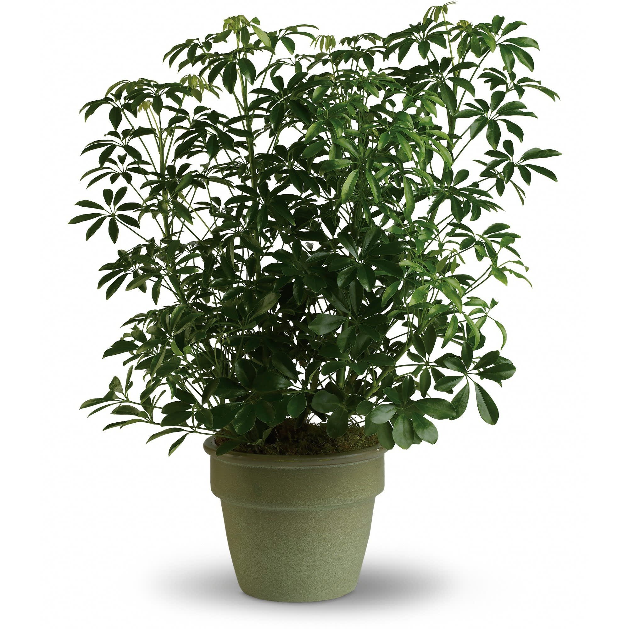 Potted green houseplant with glossy leaves in a green container