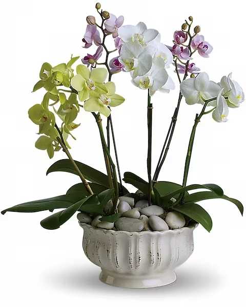 Potted orchid arrangement with white, green, and purple blooms in a white ceramic bowl