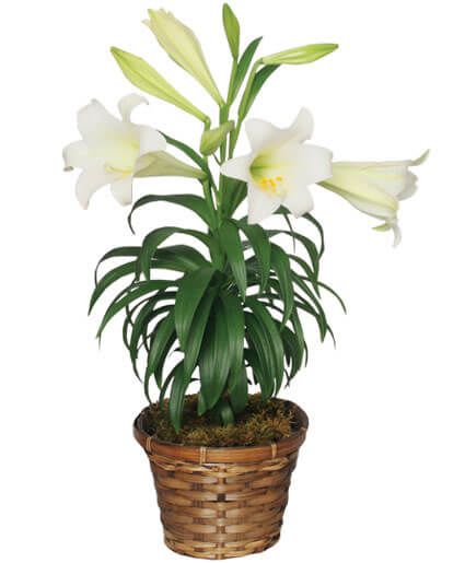 Traditional Easter Lily Flowering Easter Plant - The traditional lily plant is a wonderful gift forfriends and family this season. It always makes a lovely, blooming accent at Spring and Easter time celebrations! Choose one of our three sizes: 6" (STD), 8" (DLX), 10" (PREM).  Includes: Easter Lily Plant, Pot Cover.