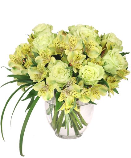 Heirloom Bouquet - Surprise the ones you love with this stunning arrangement! Featuring gorgeous green roses, yellow and green alstroemeria, and lily grass, our Heirloom bouquet is a timeless classic, full of grace and elegance. Send this classic beauty today! It's sure to make them smile.  Includes: Ginger Vase, Foliage: Lily Grass, Yellow &amp; Green Alstroemeria, Green Roses.