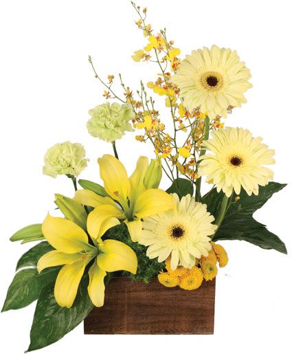 Joyous Sunlight Floral Design - Bring the sunshine indoors with this spectacular bouquet! Featuring gorgeous yellow gerberas, Asiatic lilies, Oncidium orchids, button poms, and green dianthus, Joyous Sunlight is full of cheer. Send this sunny delight to someone you love today!  Includes: Wooden Cube, Decorative, Greens: Variegated Aspidistra, Salal, Yellow Oncidium Orchid, Yellow Asiatic Lily, Light Yellow Gerberas, Yellow Button Poms, Green Dianthus.