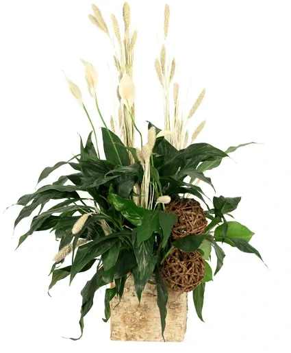 Peace That Passeth House Plants - This serene arrangement pairs an elegant peace lily with serene white dried grasses, creating a simple yet impactful display. The peace lily’s broad, glossy leaves and white blooms symbolize peace and tranquility, while the natural texture of the twig balls adds a rustic touch. Peace That Passeth is a comforting gesture for times of grief and hardship.  Includes: Peace Lily, Package Dried White Setaria Grass, Twig Orbs, Birch Box.