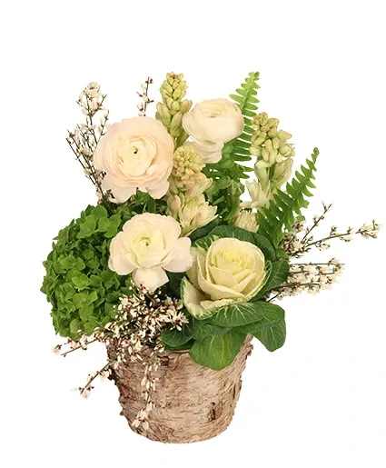 Calming Sages Flower Design - This soothing flower arrangement features a lush green hydrangea and pristine white ranunculus, making Calming Sages a timeless expression of beauty. With such tranquil vibes, they’ll love getting this peaceful arrangement!  Includes: Rounded Birch Vase, Genestra, Sword Fern, Pennycress , Kale, Green Hydrangea , White Ranunculus, Tuberose .