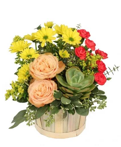 Succulent Peach Basket Arrangement - Bring a sense of calm and beauty with our Succulent Peach arrangement, featuring hot pink mini carnations, yellow daisy poms, peach roses, and a striking succulent nestled amongst lush greenery. Arranged in a charming basket, this unique floral design is perfect for sending peaceful energy, whether as a thoughtful gift, a sympathetic gesture, or simply to brighten someone’s day. With its mix of vibrant flowers and a succulent, it's a stunning gift for any occasion.  Includes: Hot Pink Mini Carnations, Yellow Daisy Poms, Peach Roses, Yellow Solidago, Succulent, Greens: Baby Blue Eucalyptus, Seeded Eucalyptus, Variegated Pittosporum, Small Basket.