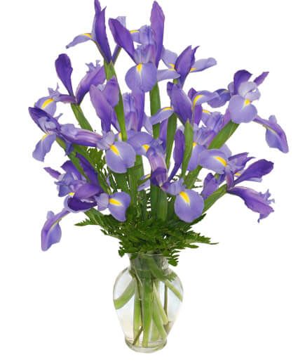 FLEUR-DE-LIS Iris Vase - Iris are the flowers of spring. Send a special greeting with this vase of blue iris.  Includes: Classic Urn Vase, Foliage: Leather Leaf, Blue Iris.