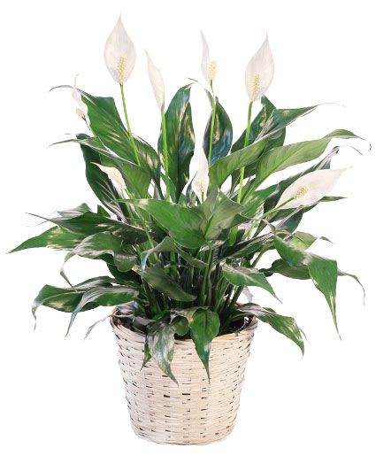 Blooming Peace Lily House Plant - Bring peace and harmony to any space with the Peace Lily Plant. These plants are perfect for any space since they thrive in shady areas and can tolerate fluorescent lights. Great for experienced or newbie plant owners, you can give this plant as a gift to convey hope and love. Please note that this plant is toxic to pets.