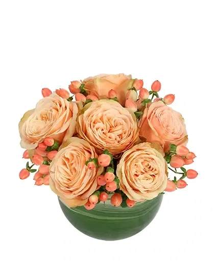 Cozy Coral Rose Arrangement - This delicate bouquet is simply stunning! Featuring lovely coral roses and peach hypericum, Cozy Coral is sure to be a timeless classic. Full of elegance, this tasteful bouquet is perfect for any occasion. Order it today!  Includes: Clear Bubble Bowl , Variegated Aspidistra , Peach Hypericum , Coral Roses.