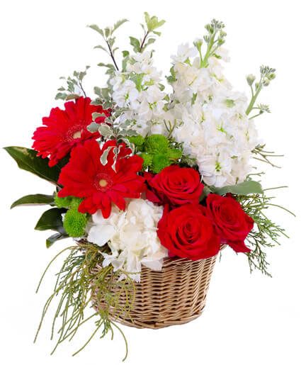 Crimson &amp; Ivory Basket Arrangement - For your next holiday soiree, make Crimson &amp; Ivory the talk of the party! This stunning basket is bursting with cheerful red roses, happy gerberas, delicate white stock and hydrangea, and festive seasonal greens. This fresh arrangement is sure to bring life to your home this holiday season!  Includes: Gold Wicker Basket, Greens: Variegated Pittosporum, Assorted Christmas Greens, Mini Magnolia, Flowers: Red Roses, White Stock, Kermit Green Button Poms, Red Gerberas, White Hydrangea.