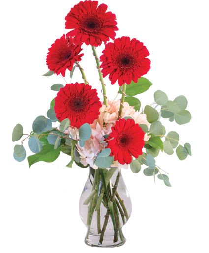 Crimson Gerberas Floral Design - With these beautifully elegant flowers, you're sure to make them feel loved! This unique arrangement is delicately designed with vibrant red gerberas, lush silver dollar eucalyptus, and pink hydrangeas. Surprise them with the unexpected. Send Crimson Gerberas to someone you love today!  Includes: Clear Glass Vase, Decorative (Wrapped Around Gerb ), Greens: Silver Dollar Eucalyptus, Peace Lily Foliage, Flowers: Red Gerberas, Pink Hydrangea.