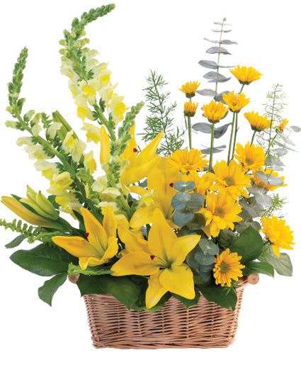 Cheerful Yellow Basket Arrangement - This beautiful basket is full of joy! Featuring gorgeous yellow snapdragons, lilies, daisy poms, and more, Cheerful Yellow is a charming monochromatic masterpiece. Send this sunny basket to someone you love today!  Includes: Rectangular Basket, Greens: Baby Blue Eucalyptus, Salal, Asparagus Fern (Spring Eri), Sword Fern, Flowers: Yellow Snapdragons, Yellow Lilies, Yellow Daisy Pomsva.