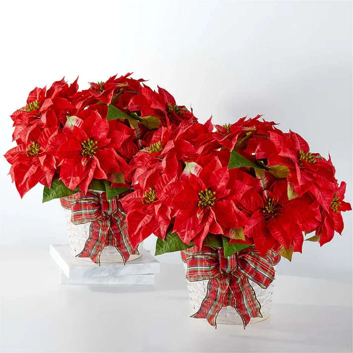 Two red poinsettia arrangements in white baskets with plaid bows