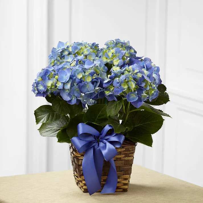Heaven's Garden  - The Blue Hydrangea Planter is a lovely way to lighten and brighten their day! Flowering with brilliant blue blooms against dark green foliage, this stunning hydrangea plant arrives presented in a square natural woven container accented with a violet satin ribbon.  Details 6" diameter planter