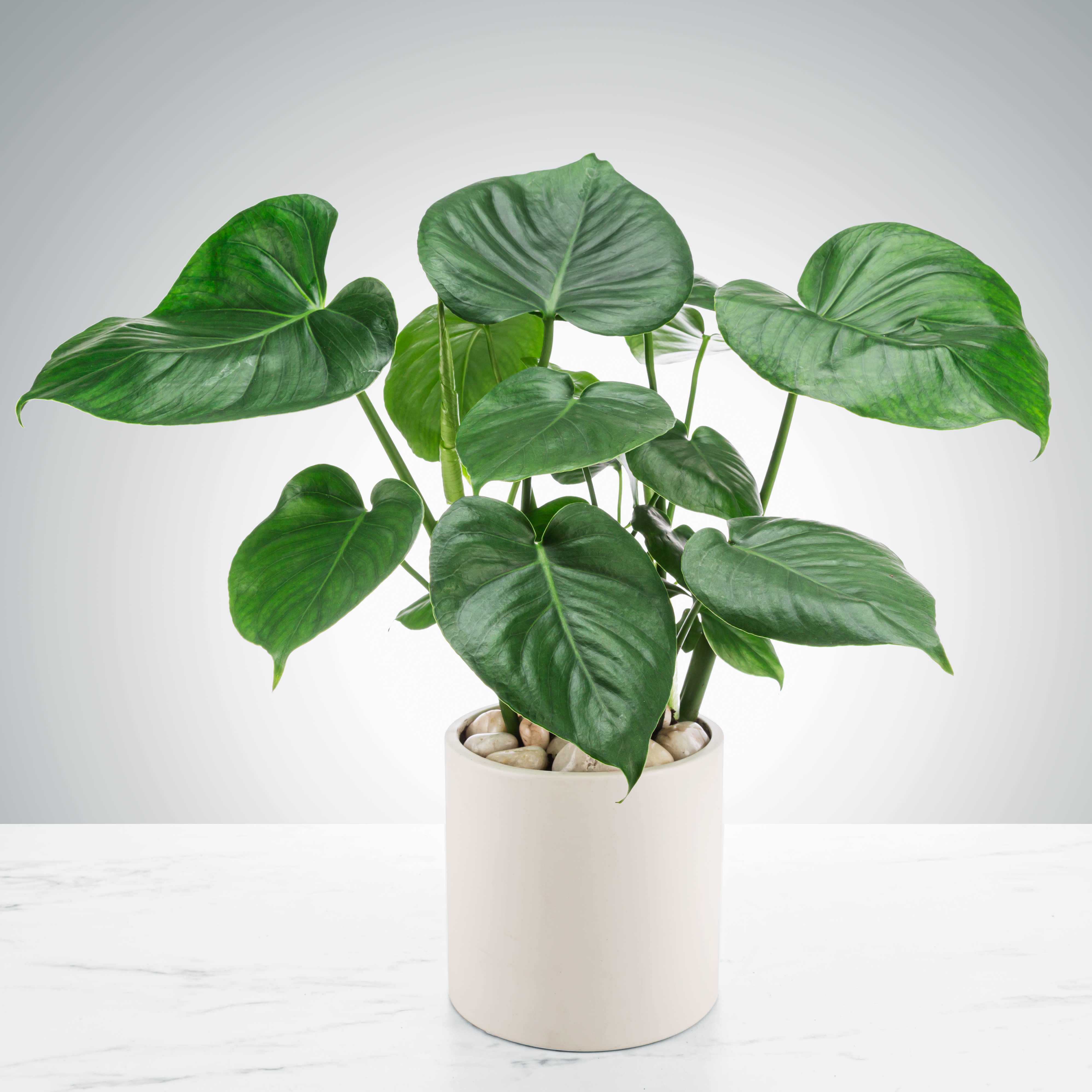 6'' Philodendron: Stunning Indoor Foliage for Any Space - 6'' Split Leaf Philodendron: Classic Indoor Foliage for Every Home  The Split-Leaf Philodendron, affectionately known as the Monstera, is a timeless houseplant cherished for its distinctive leaves that split as it grows, creating an eye-catching display under the sun. Adored by plant enthusiasts of all levels, this classic houseplant is a must-have addition to any collection. Bring home the beauty and charm of the Split-Leaf Philodendron today and elevate your indoor oasis.