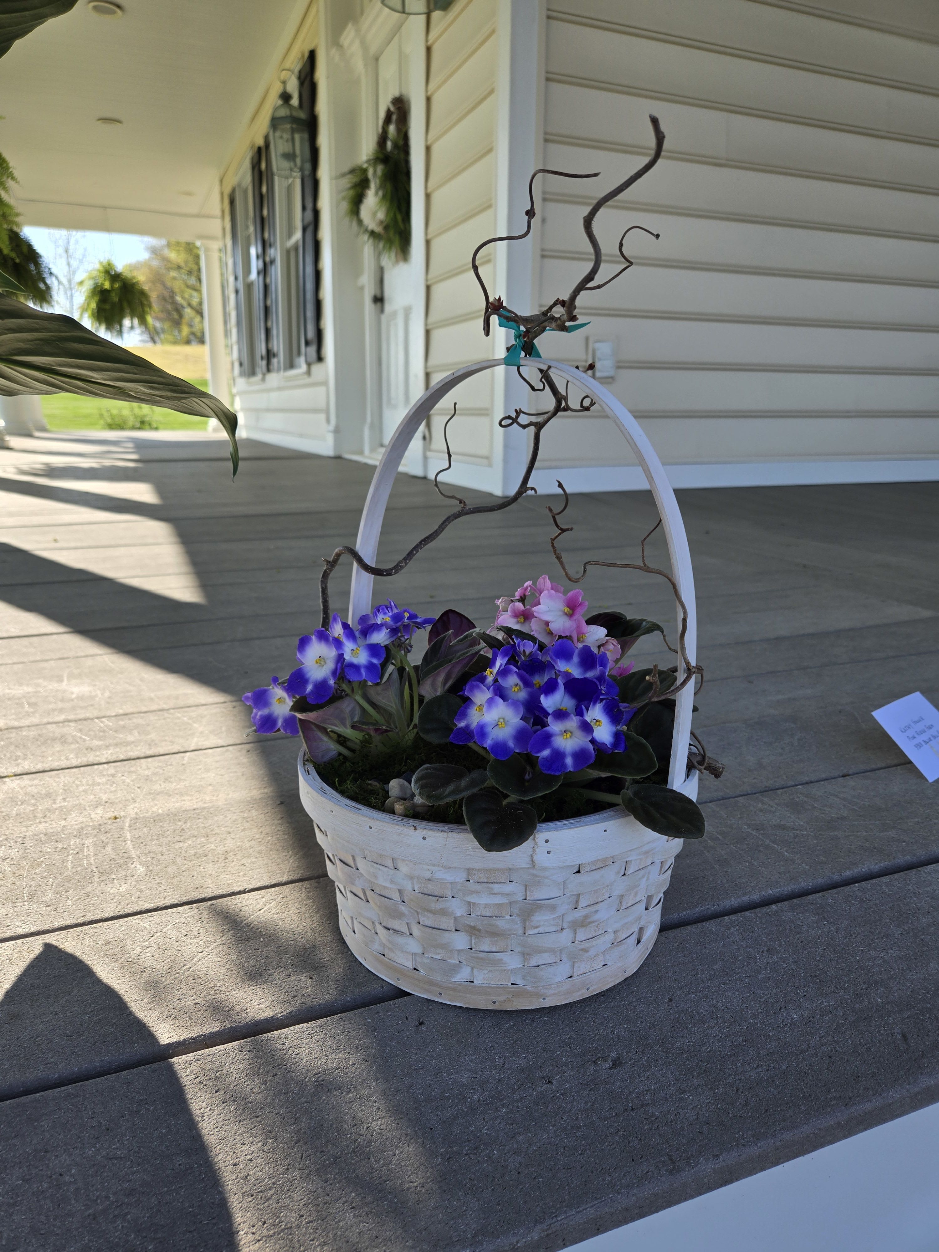 Velvet and wicker violet basket - white wicker basket with three African violets embellished with rustic twig.