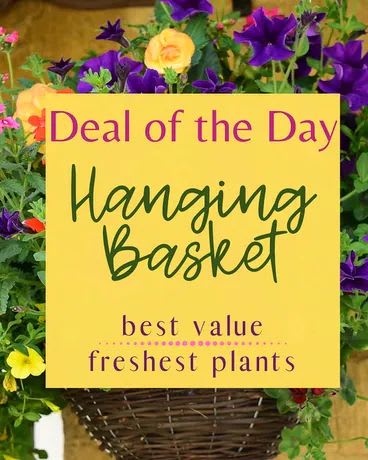 Yellow sign in a flower basket display with purple and yellow blooms.