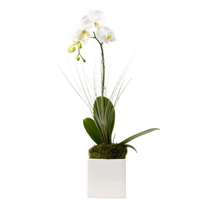 White orchid plant with tall stem and moss in a white square pot