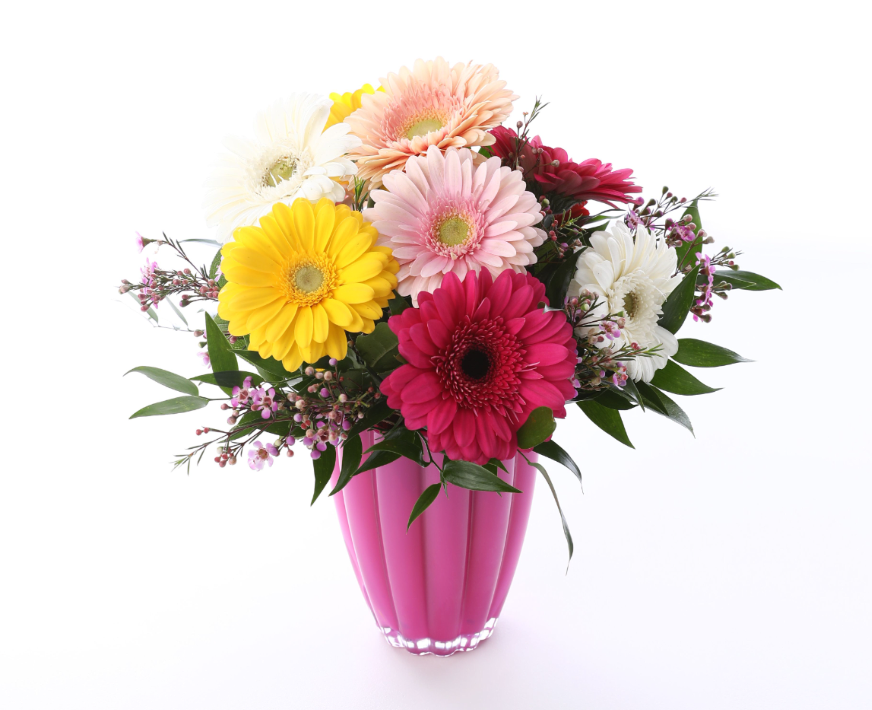 Colorful gerbera daisies arranged in a pink vase