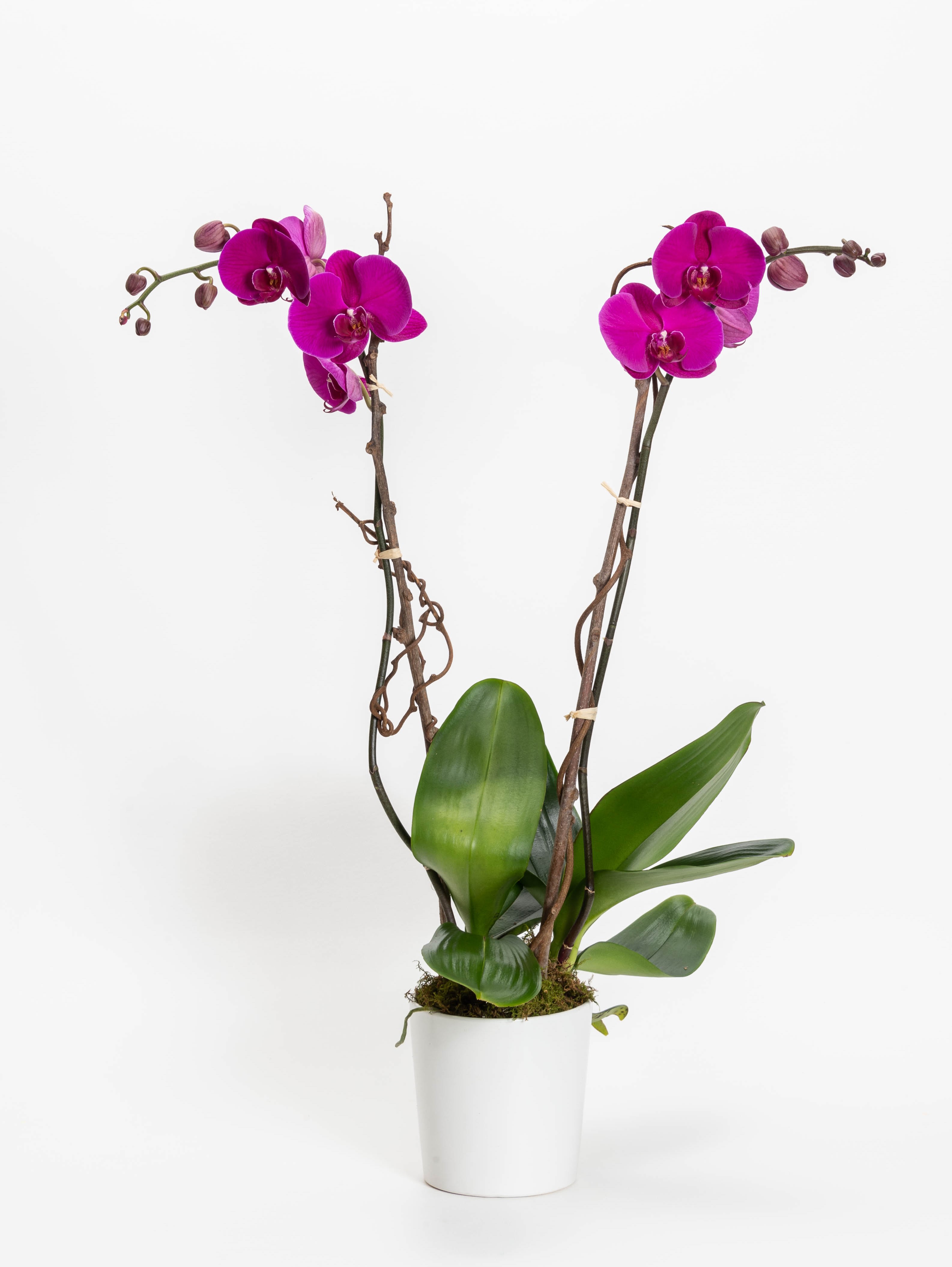 Double Deep Purple Orchid - Two single purple orchids in a white pot with kiwi branch. 