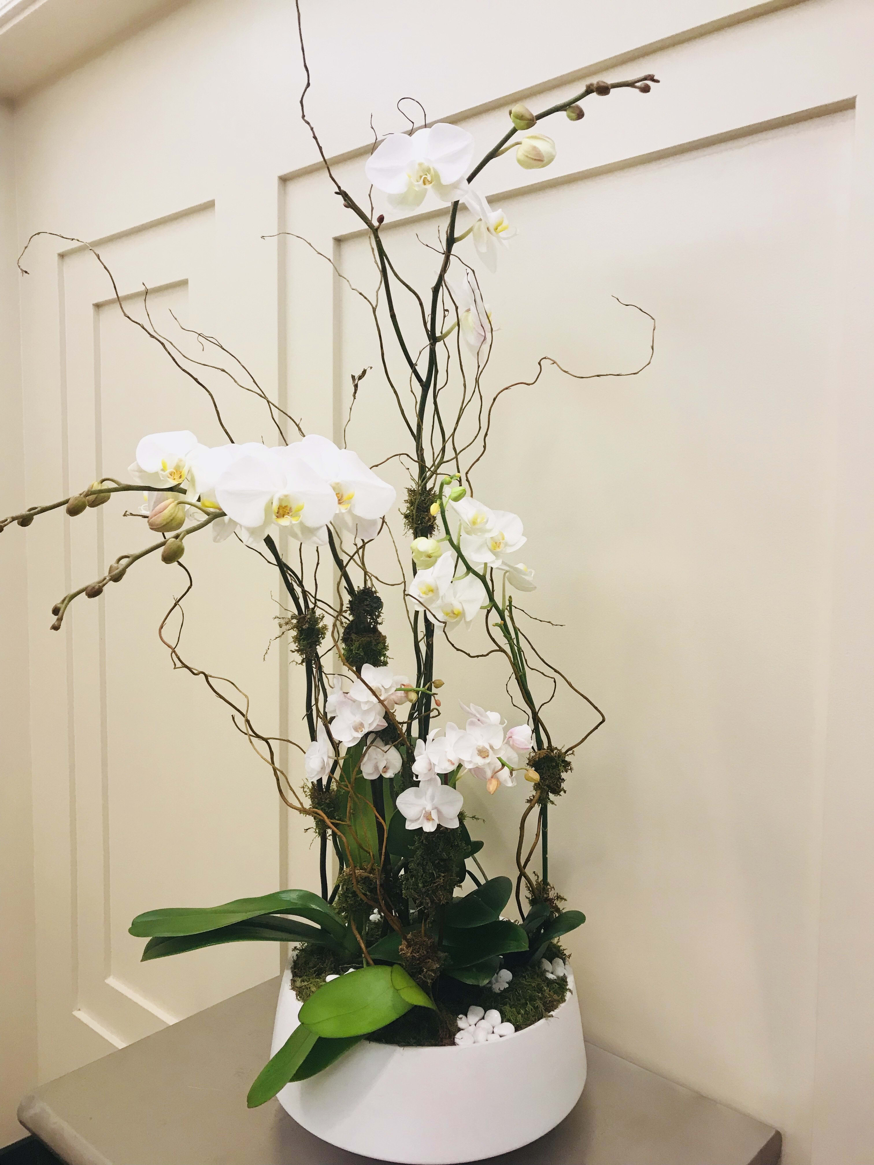 Bloom270 - Orchid family ;)   