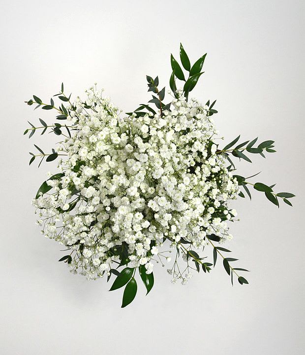 Cluster of small white blooms with long sprigs of dark green foliage