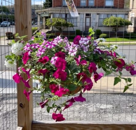 Hanging basket of pink, purple, and white petunias