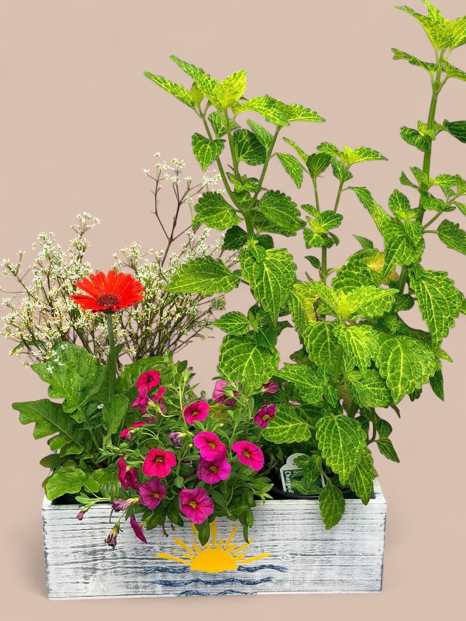 Container Garden  - Container Garden featuring 3 of the best seasonal potted plants we offer in the greenhouse. Usually a mix of one greenery and two flowering plants.