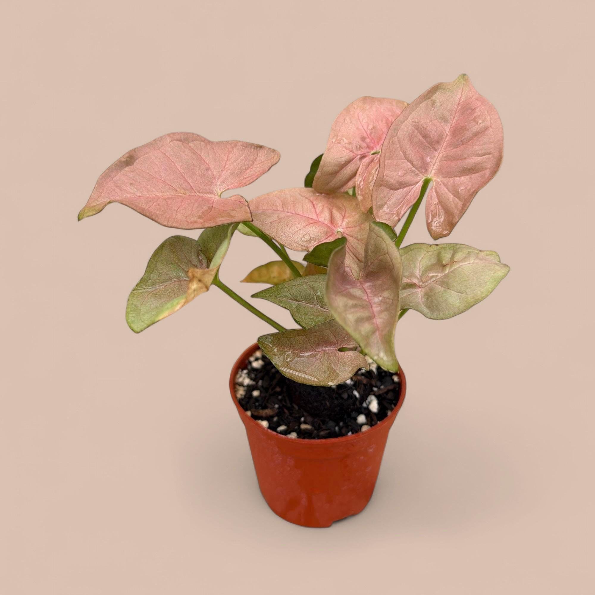 Syngonium 'Regina Red' - Add a splash of rosy elegance to your space with the Syngonium 'Regina Red'. This compact starter plant features stunning, arrow-shaped leaves in shades of dusty rose and deep coral with subtle olive-green undertones.  Low Maintenance: Thrives in bright, indirect light and prefers to dry out slightly between waterings.  A charming, easy-care jewel for any plant collection.