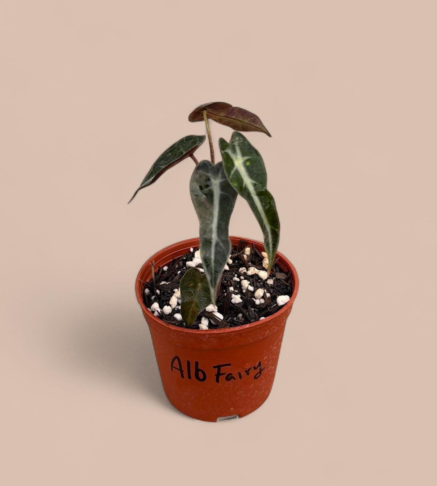 Alocasia 'Fairy‘ - The Alocasia 'Fairy' is a enchanting, diminutive tropical known for its narrow, arrow-shaped leaves and stark silvery-white veins. This compact "Jewel Alocasia" features deep emerald to near-black foliage with a subtle, shimmering texture that catches the light. Because it matures at a much smaller size than traditional Elephant Ears, it is a perfect "tabletop" plant for shelves or desks. It thrives in bright, indirect light and high humidity, staying tidy and upright as it grows.