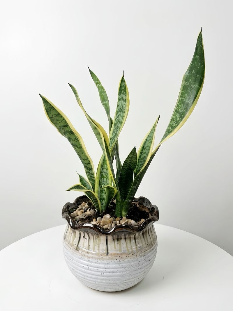 Golden Snake Plant(sansevieria) in Ceramic Planter - A sleek and modern Golden Snake Plant with green leaves edged in soft yellow—perfect for adding a fresh touch to any space.Easy to care for and ideal for beginners or busy lifestyles.Requires minimal watering and adapts well to different light conditions.Known for its air-purifying qualities, helping create a cleaner indoor environment. 