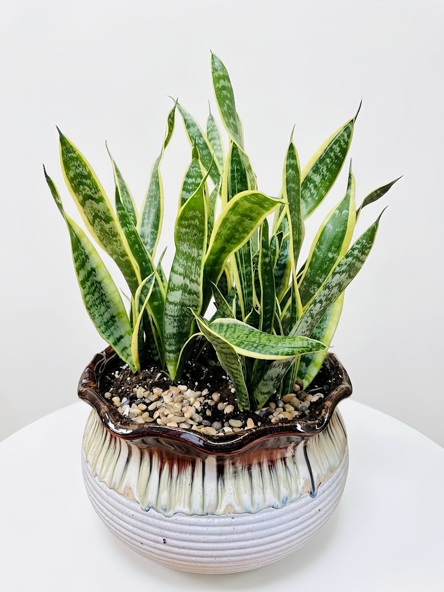 Golden Snake Plant(sansevieria) in Premium Ceramic Planter - A bold and elegant Snake Plant with striking green and golden leaves, perfect for home or office spaces. Extremely easy to care for—great for beginners or busy lifestyles.Known for its air-purifying qualities, helping create a cleaner indoor environment.