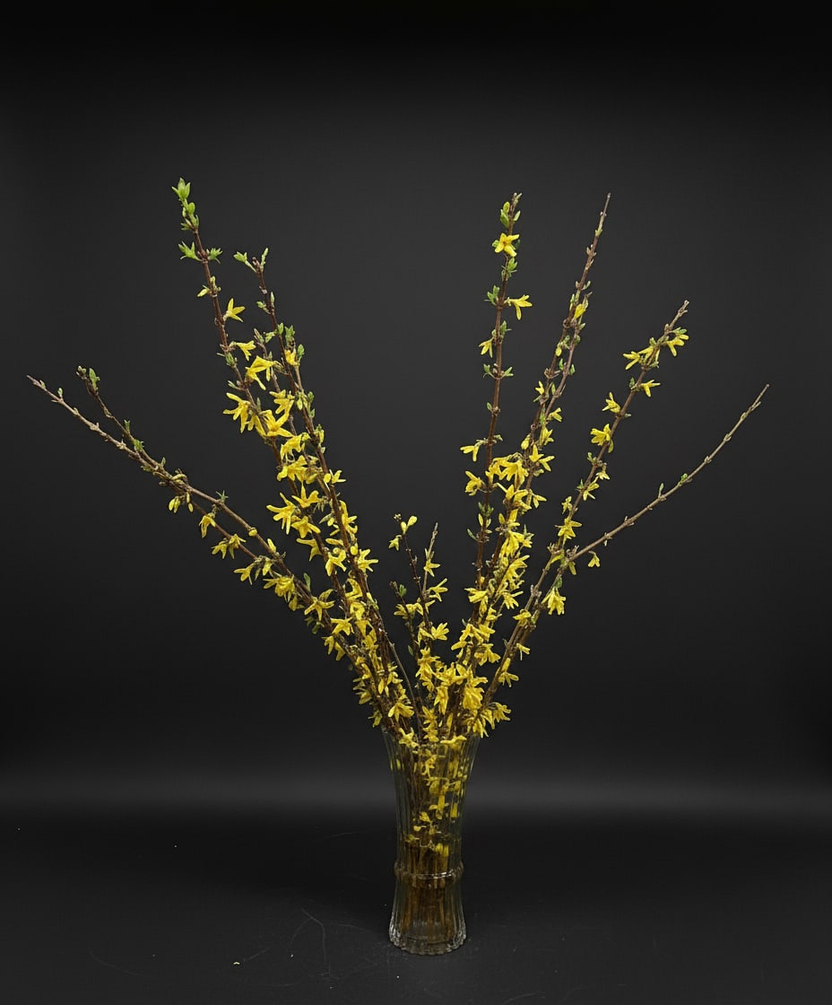 Forsythia -   