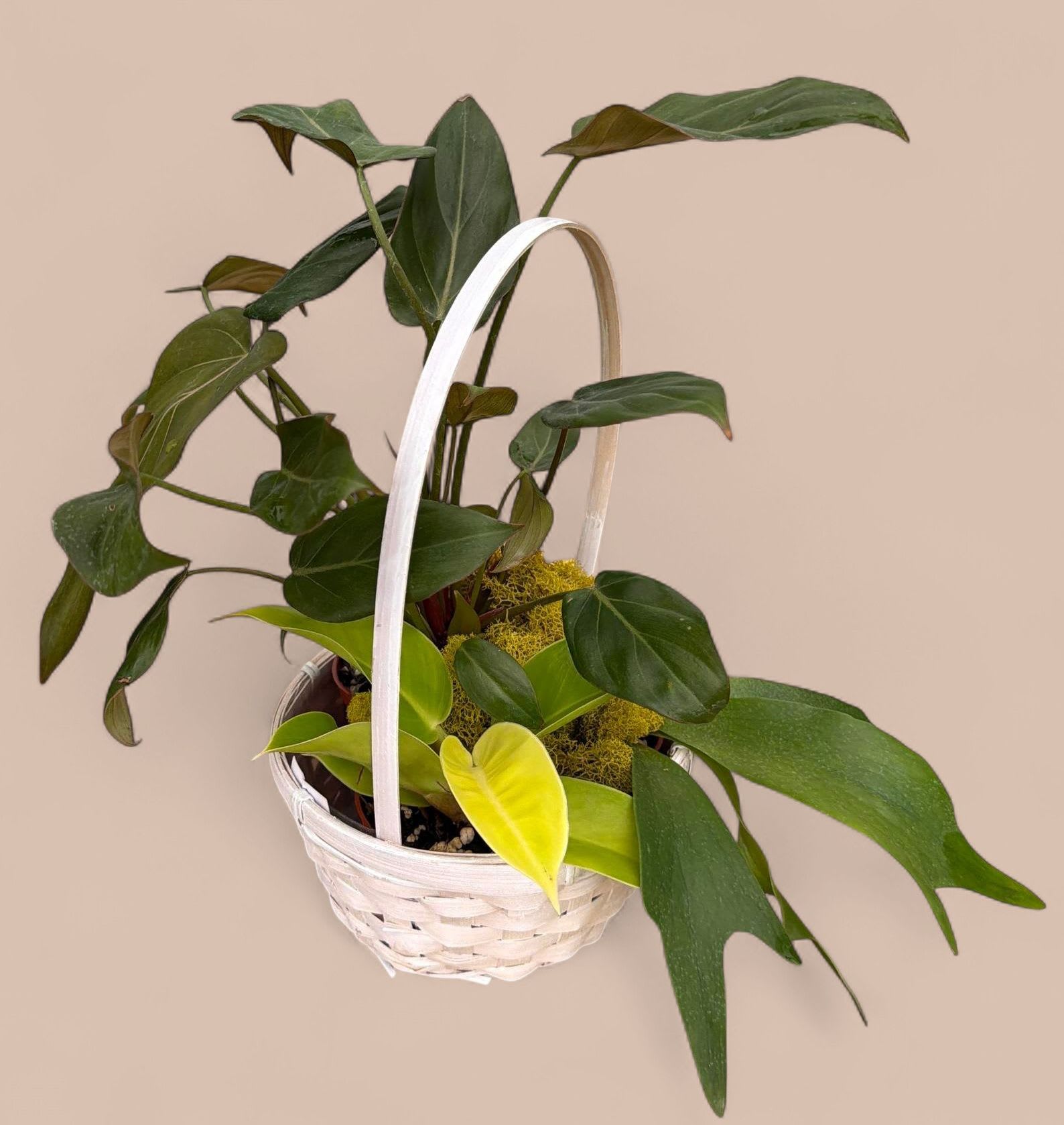 Tropical basket  - Beautifully arranged set of three Tropical plants in a white or natural basket. 