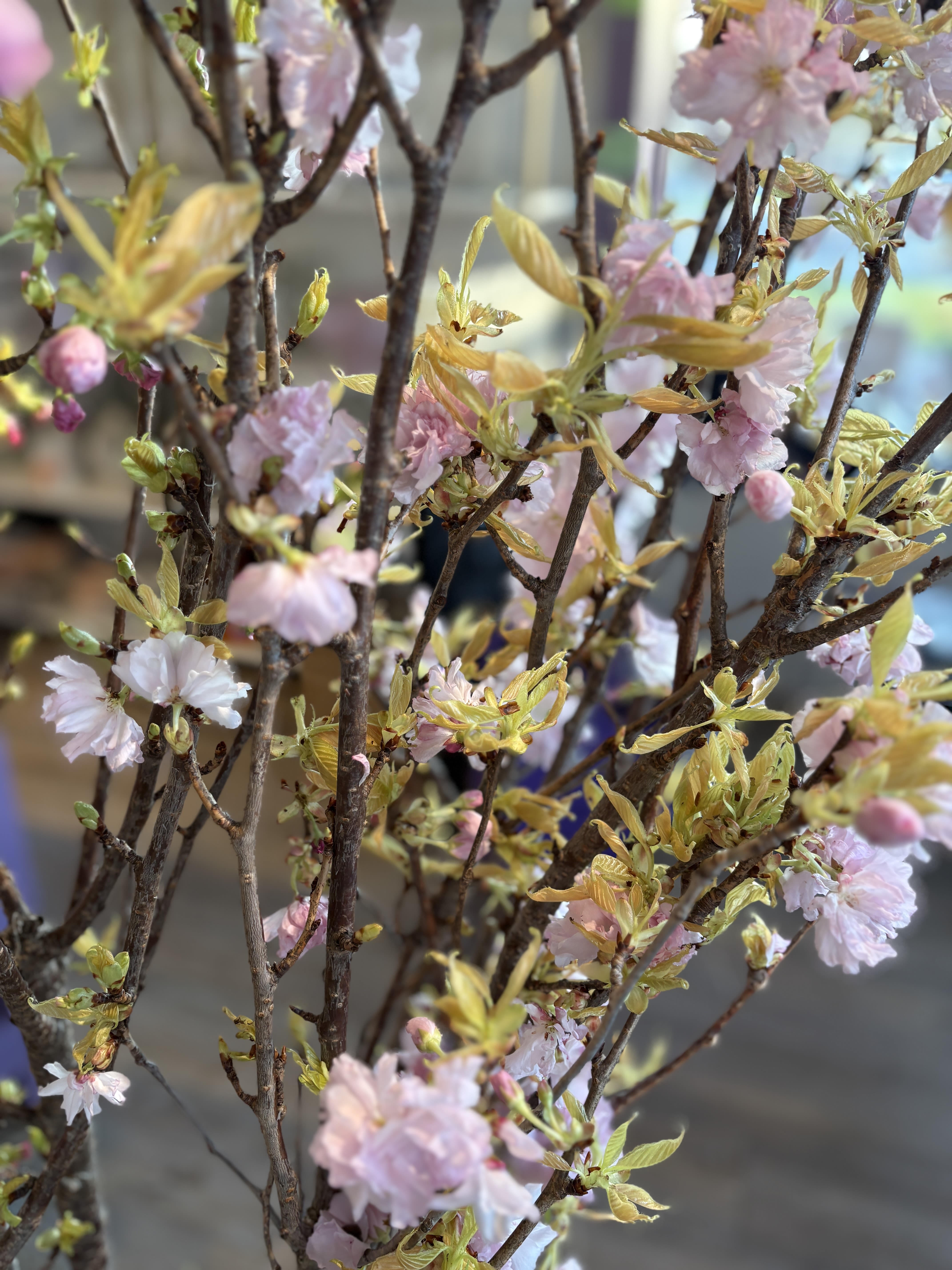 Seasonal Special Flowering Quince or Cherry Blossom Branches  - Seasonal and extremely special, we absolutely love using quince branches. They last long and are so pretty.   They are truly a client favorite this time of year!  Blossom + Stem is offering clients a bundles of 5 long flower quince branches or a vased option.  They are tall and fresh and come usually as white or pink.    Cut no vase ( standard size)  Each branch is approx 36" but can keep taller or cut shorter as you see fit just let us know.  Taller branches are stunners in a foyer or kitchen island and shorter branches are beautiful simply bunches on coffee tables, end tables and the like.  Please indicate in the notes if you have a measurement preference.  Please note- the branches themselves have nodules in them that are pointy and a bit sharp.  Please keep away from small children , pets &amp; eyes.. 