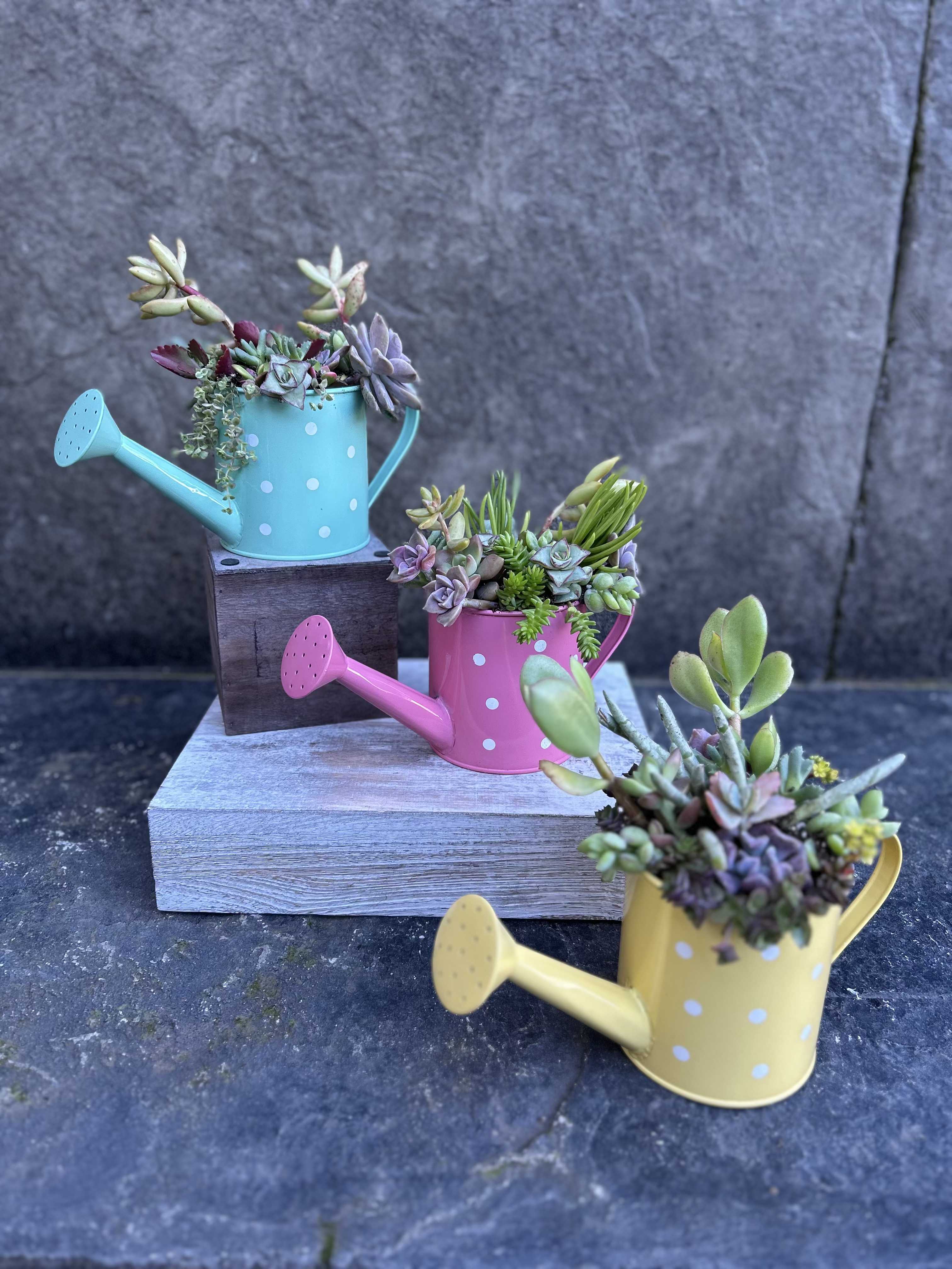 Succulent Pitcher Planter  - A mix of textures, colors, and long lasting gift with right care! Succulents are  low maintenance plants that require sunlight and watering every 3-4 weeks. Will need repotting once you see your babies growing out the pot! Pitcher color will be dealers choice unless specified!   * reasonable substitutions may be made due to plant availability. will have similar look and feel.