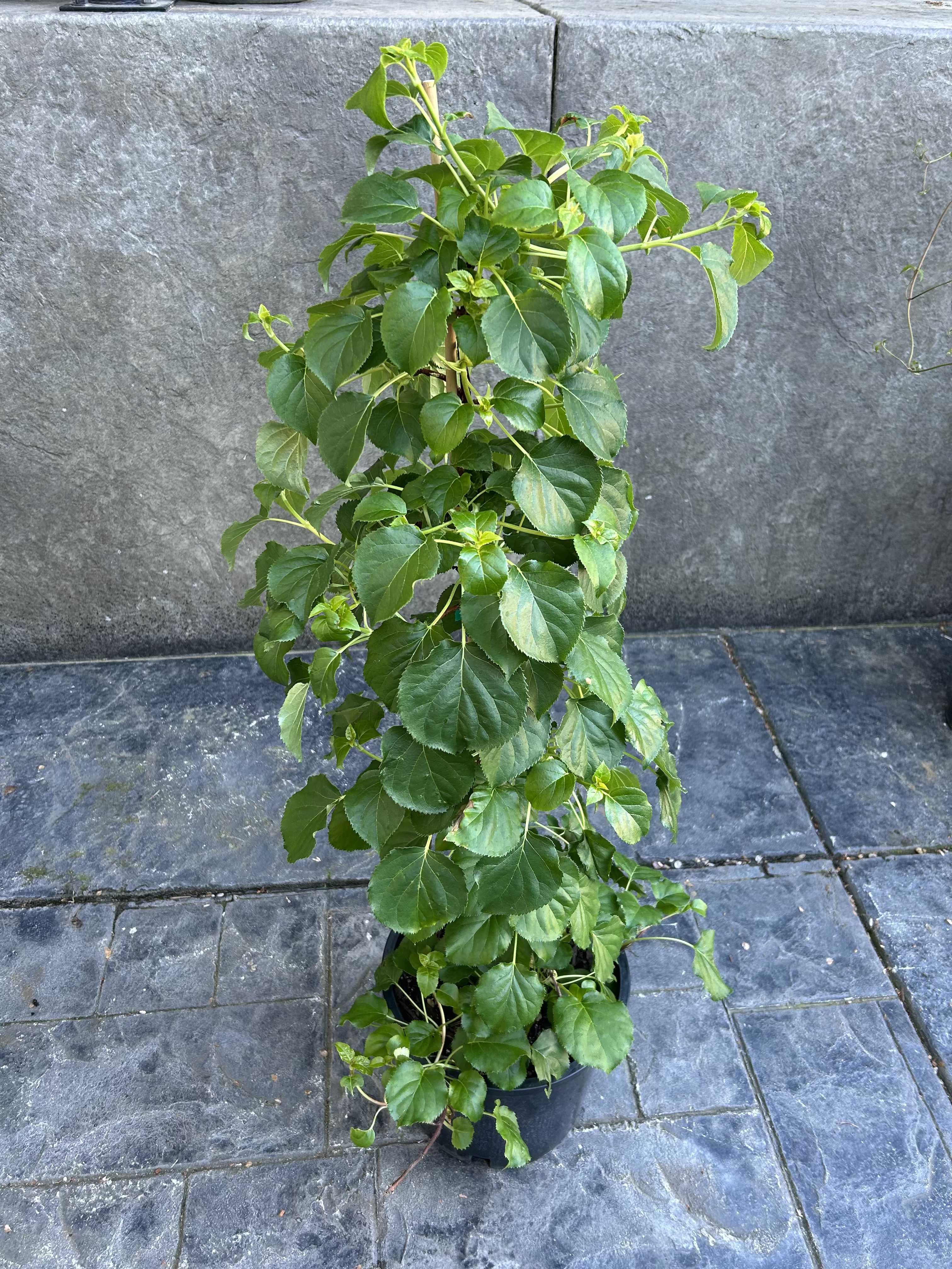 Climbing Hydrangea  - Beautiful long lasting seasonal blooms. Get that Hydrangea lover something they can put in their garden. Blooms late spring through mid summer.  *limited availability