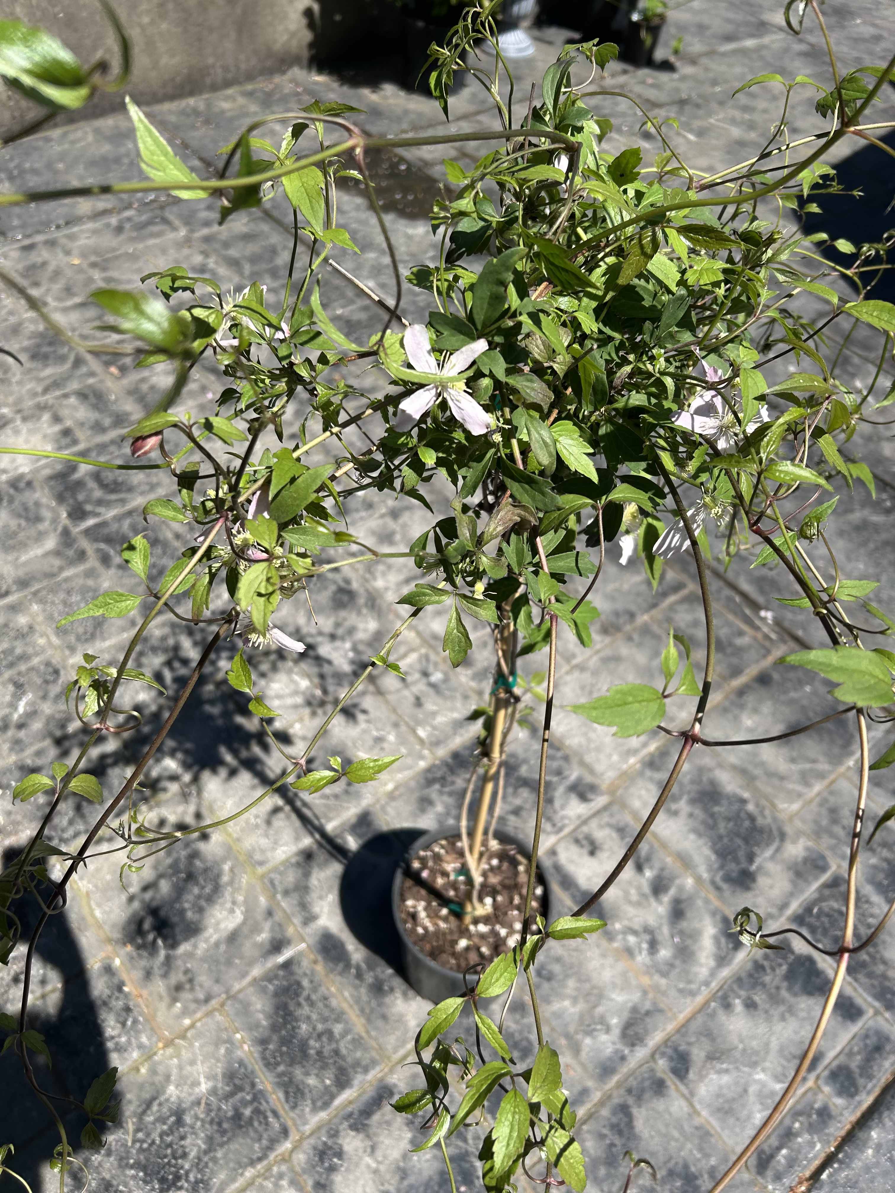 Clematis Montana  - Another one for our garden lovers! Get this lovely seasonal climbing vine, with dainty flowers. Clematis usually has larger blooms but these cuties caught my eye, different than the ones already in my garden! Thought you should enjoy them too. Ill let them speak for themself once you take them home! *Limited availability.