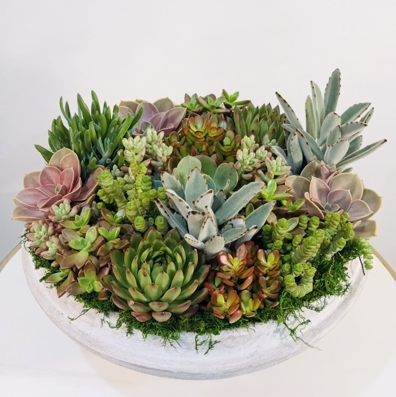 Blush &amp; Green Succulent Bowl - Add a refined and modern touch to any space with the Blush &amp; Green Succulent Bowl, exclusively designed by Guy Floral Studio. This stunning arrangement features a curated mix of premium succulents in a harmonious blend of soft blush hues, vibrant greens, and subtle silvery tones. Designed in a high end ceramic bowl, this piece offers a full and balanced composition that feels both fresh and sophisticated. The combination of colors and textures creates depth and visual interest, making it an ideal centerpiece for dining tables, coffee tables, or upscale interiors. Each arrangement is handcrafted with precision and attention to detail, reflecting the signature modern luxury style of Guy Floral Studio. Succulents are known for their durability and low maintenance, making this design a long lasting and stylish alternative to traditional floral arrangements. We proudly offer same day delivery in Los Angeles, including Beverly Hills, Bel Air, West Hollywood, Hollywood Hills, Beverly Grove, Culver City, and Santa Monica. Every order is prepared with care and delivered to impress. Product Dimensions: Height: 12 inches Width: 16 inches  Order the Blush &amp; Green Succulent Bowl today from Guy Floral Studio and enjoy a perfect blend of color, texture, and same day convenience.