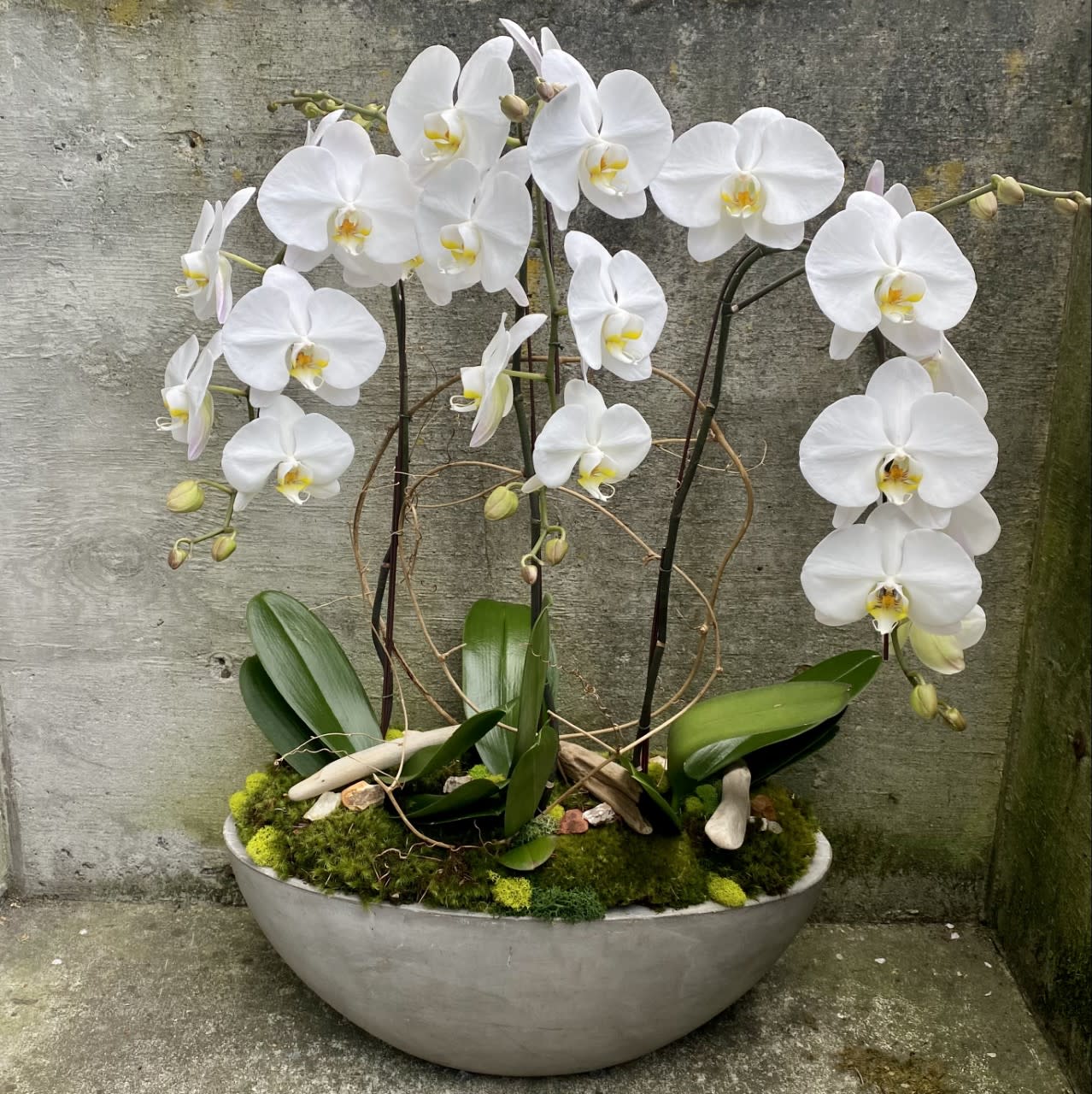 White Phalaenopsis Orchid Plant Trio - We take great pride in how we pot and dress our beautiful Phalaenopsis orchid plants. We choose stylish ceramic or fiber reinforced concrete containers and accent the orchids with moss, branches and interesting stones and textural elements. Whether it is for celebration or sympathy, our orchid trio has a wow factor that is sure to impress the recipient. Please call us to order the orchid trio so that we can take care of every detail.  We try to always stock a nice variety of orchid plants. This trio is also stunning with three color orchid plants. Double stem plants in both white and color are also available but require advanced notice for us to source them.   All orchid plants are delivered with detailed care instructions to make it easy for the recipient to care for them and to get them to rebloom. Container and accents may vary from the photographs but will always be appropriate for the occasion.  Orchid plants will vary in height but are generally 28 to 36 inches tall.