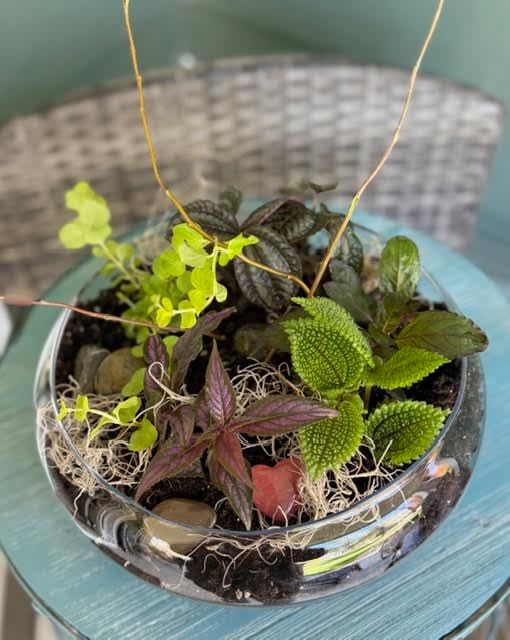 Low Terrarium - This terrarium is planted in a 10" glass dish and includes five assorted mini plants, mosses, pebbles, branches and even a keepsake gemstone heart.