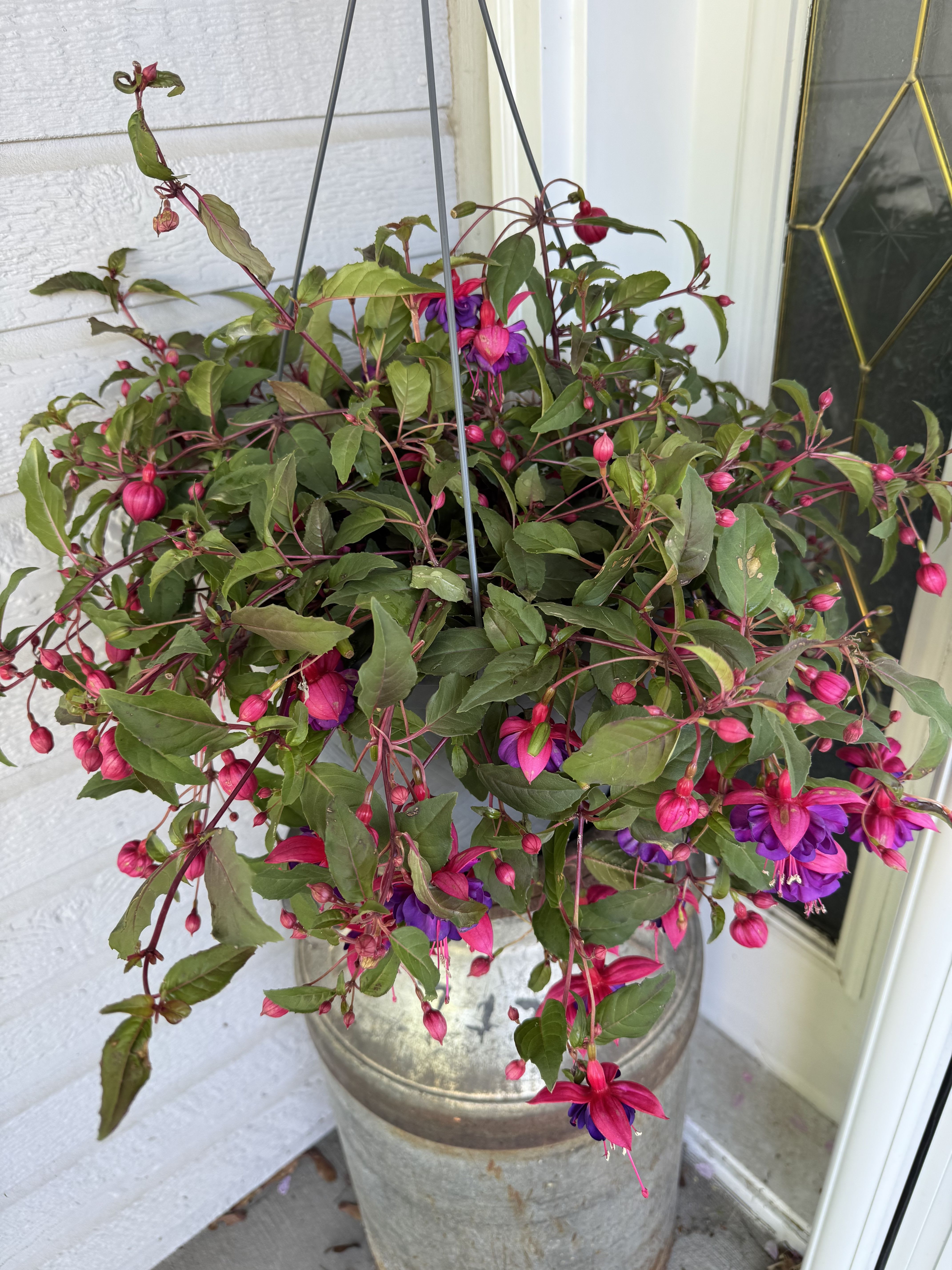 Hanging Fuchsia Basket - This gorgeous hanging fuchsia basket will bring color to any space all summer long. 