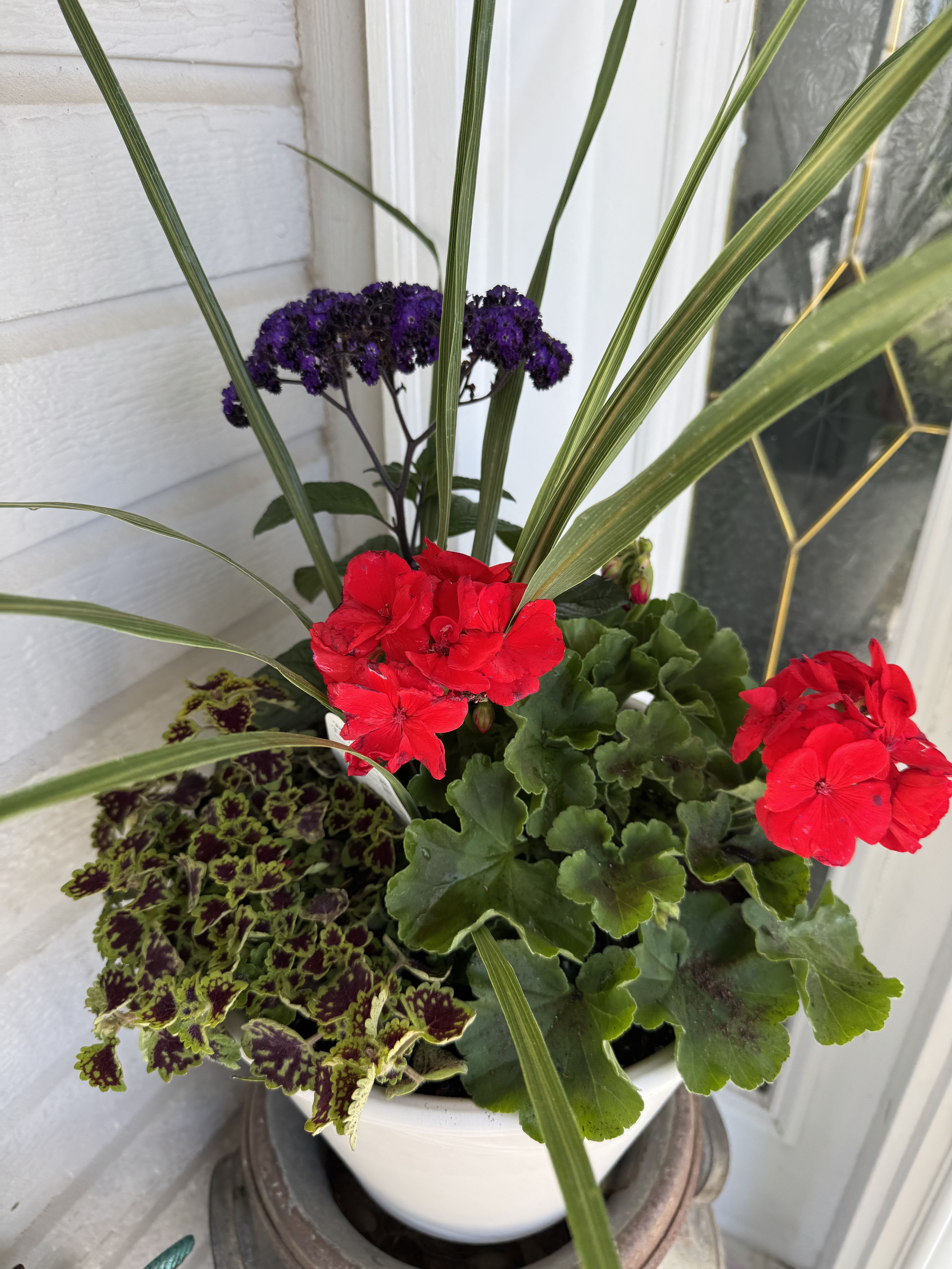 Blooming Deck Pot - This blooming deck pot is bursting with local plants from Bloomers Nursery. Set in a ceramic pot this gift will bring joy for moths to come. 