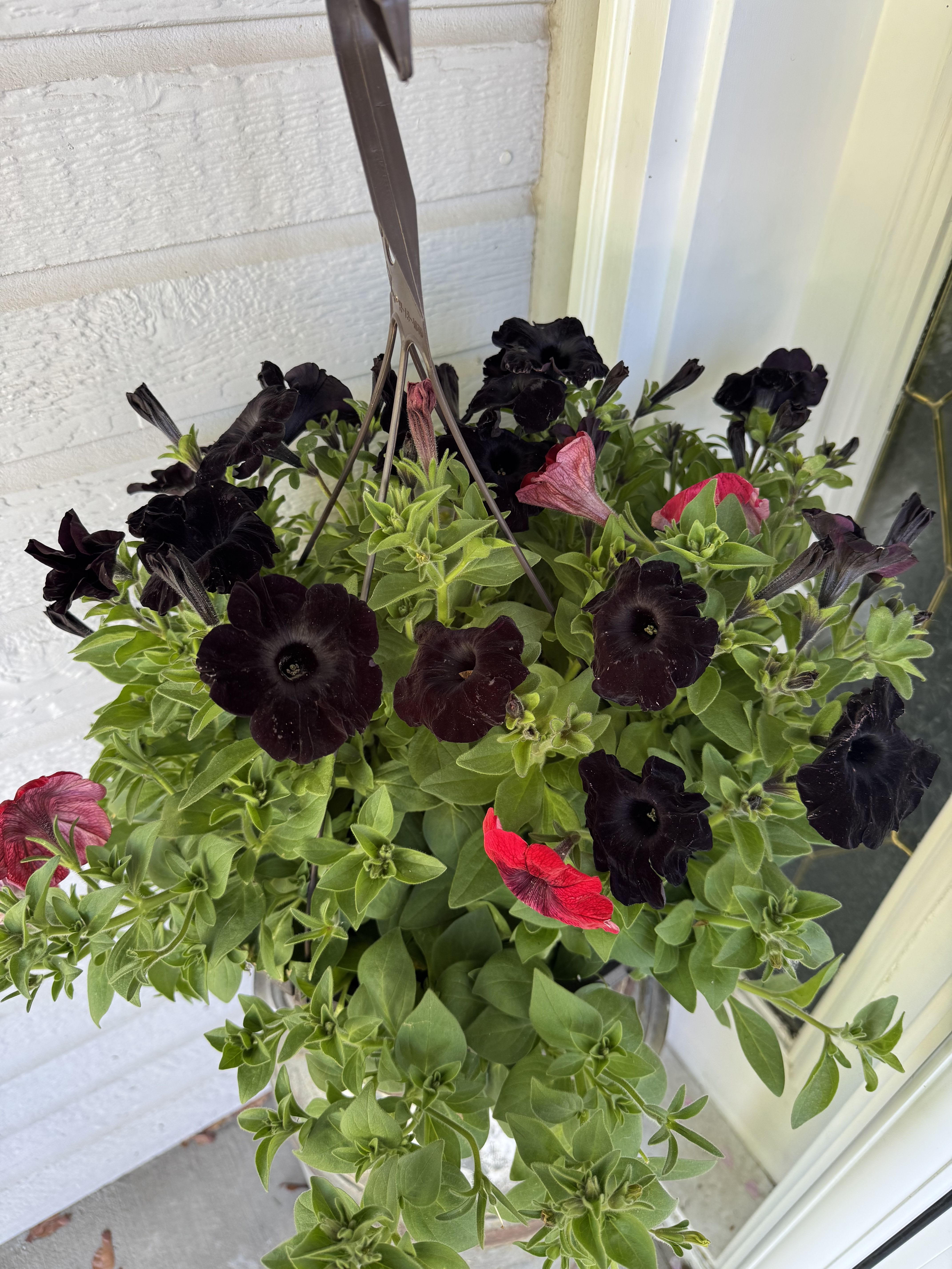 Hanging Petunia Basket - Trailing petunias in deep purple-black and bright pink with lush green foliage, planted in a hanging basket -cheerful, bold patio display for seasonal everyday charm.