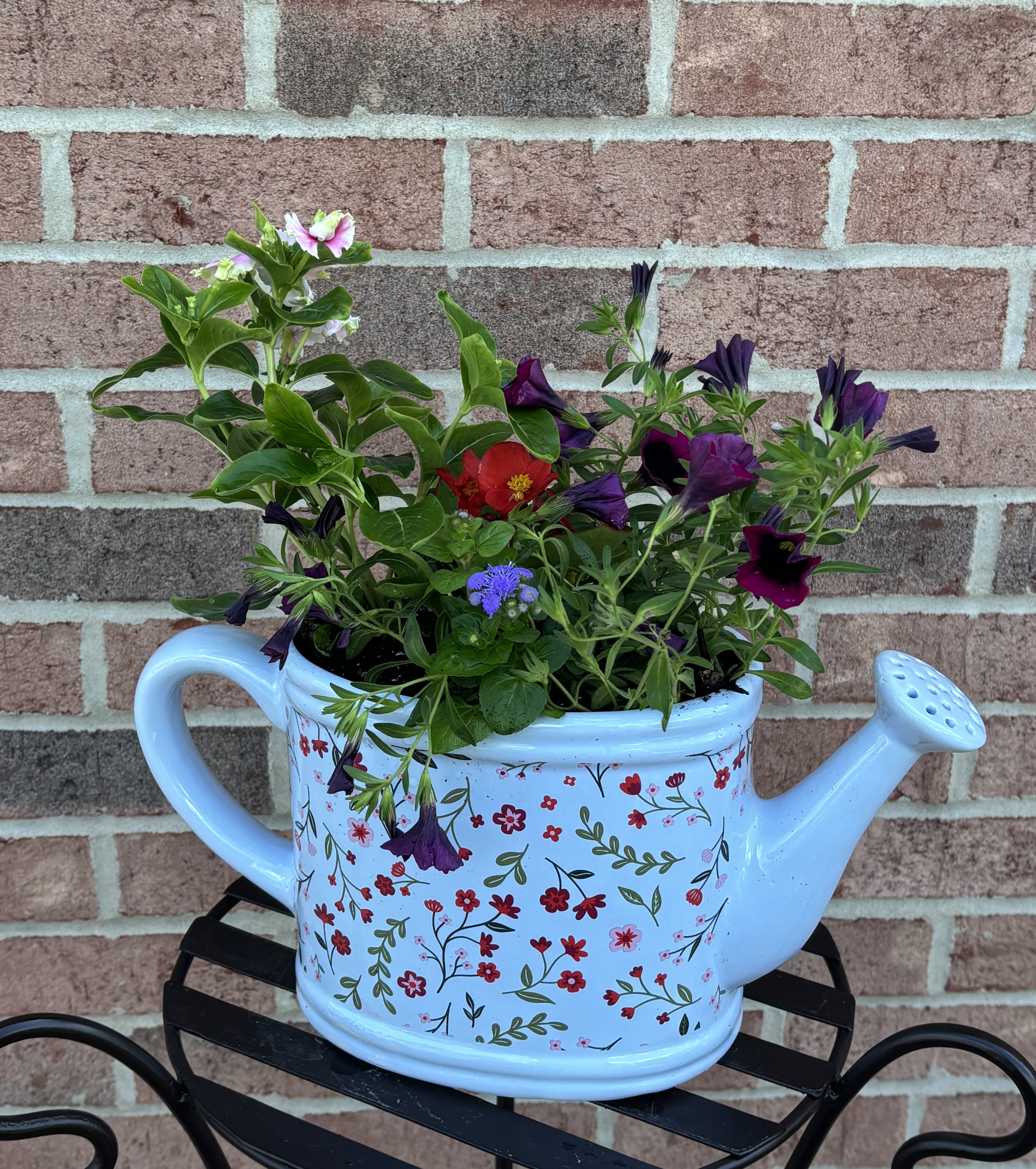 A Sprinkle of Love in Blue - This lovely robin's egg blue ceramic "watering can" planter is adorned with burgundy, red, pink and green florals and is filled with 4 locally grown annuals, some unique and some traditional offerings.  This item is crafted in house and is delivered with a coordinating bow to enhance its beauty.  Planter alone is 7" H and 14" wide.  